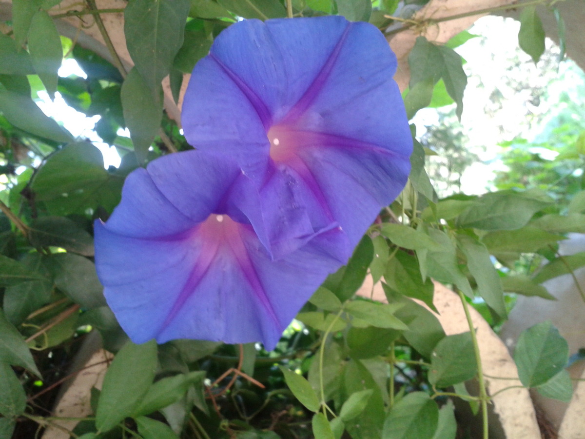 Convolvulus, Taormina Gardens